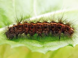 Attēlu rezultāti vaicājumam “Diacrisia sannio larva”