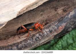 Attēlu rezultāti vaicājumam “Rhamnusium bicolor”