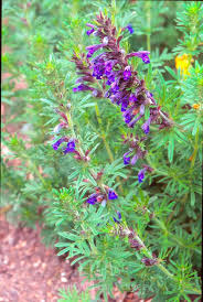 Attēlu rezultāti vaicājumam “Dracocephalum ruyschiana fruit”