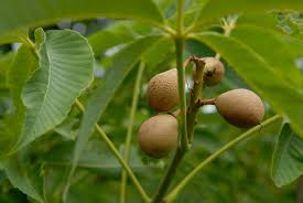 Attēlu rezultāti vaicājumam “Aesculus x neglecta”