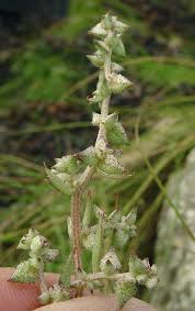 Attēlu rezultāti vaicājumam “Atriplex littoralis leaf”