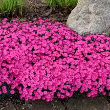Image result for Dianthus