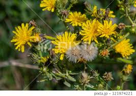 Attēlu rezultāti vaicājumam “Hieracium laevigatum”