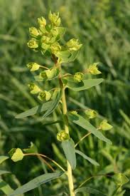 Attēlu rezultāti vaicājumam “Euphorbia virgata flower”