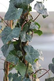 Attēlu rezultāti vaicājumam “Hedera helix  leaf”