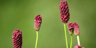 Attēlu rezultāti vaicājumam “Eurhynchiastrum pulchellum macro”