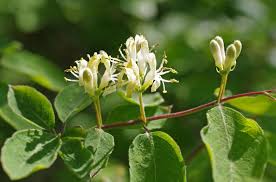 Attēlu rezultāti vaicājumam “Lonicera xylosteum”