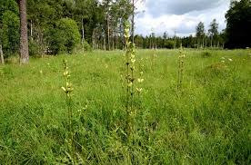 Attēlu rezultāti vaicājumam “Pedicularis sceptrum-carolinum flower”