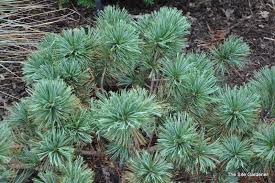 Attēlu rezultāti vaicājumam “Pinus pumila”