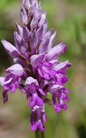 Attēlu rezultāti vaicājumam “Orchis militaris”