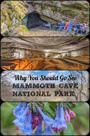 Image result for Go Mammoth