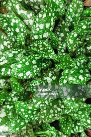 Attēlu rezultāti vaicājumam “Pulmonaria saccharata leaf”