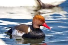 Image result for Netta rufina