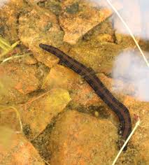 Attēlu rezultāti vaicājumam “Haemopis sanguisuga”