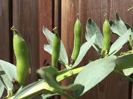 Attēlu rezultāti vaicājumam “Vicia faba leaf”