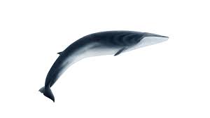 Image result for Balaenoptera physalus