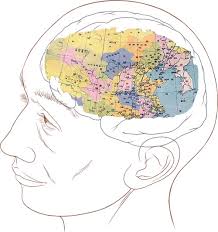 Image result for map of the brain