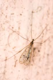 Attēlu rezultāti vaicājumam “Trichocera”