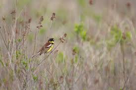 Image result for Emberiza aureola