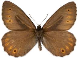 Attēlu rezultāti vaicājumam “Oeneis jutta”