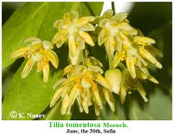 Attēlu rezultāti vaicājumam “Tilia tomentosa flower”