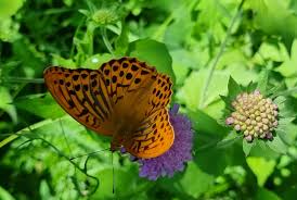 Attēlu rezultāti vaicājumam “Argynnis paphia underside”