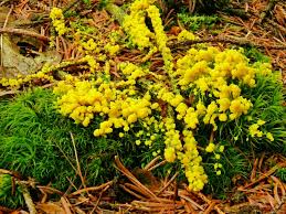 Attēlu rezultāti vaicājumam “Physarum virescens young”