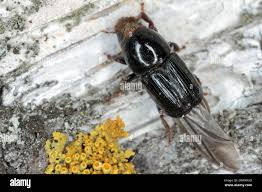 Attēlu rezultāti vaicājumam “Scolytus ratzeburgi”