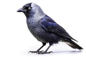 Attēlu rezultāti vaicājumam “Corvus monedula adult”