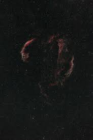 Image result for Cygnus cygnus