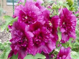 Image result for Alcea rosea