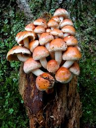 Attēlu rezultāti vaicājumam “Hypholoma lateritium”