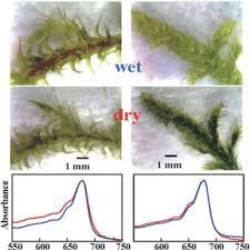 Attēlu rezultāti vaicājumam “Rhytidiadelphus squarrosus”