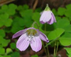 Attēlu rezultāti vaicājumam “Oxalis acetosella”
