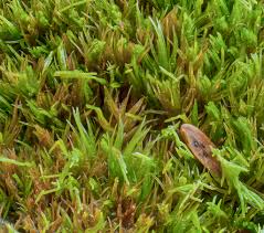 Attēlu rezultāti vaicājumam “Dicranum flagellare”