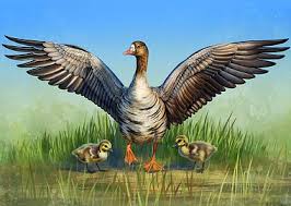 Attēlu rezultāti vaicājumam “Anser albifrons”