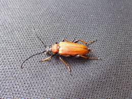 Attēlu rezultāti vaicājumam “Leptura rubra female”