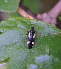Attēlu rezultāti vaicājumam “Dryophilocoris flavoquadrimaculatus imago”