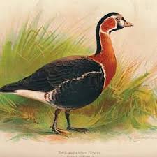 Attēlu rezultāti vaicājumam “Branta ruficollis adult”