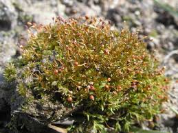 Attēlu rezultāti vaicājumam “Tortula truncata”