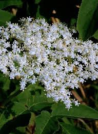 Attēlu rezultāti vaicājumam “Adoxaceae”