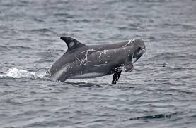 Image result for Grampus griseus