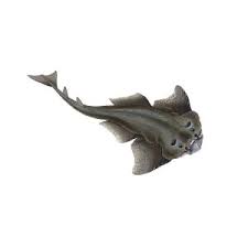 Image result for Squatina dumeril