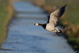 Attēlu rezultāti vaicājumam “Branta leucopsis adult”