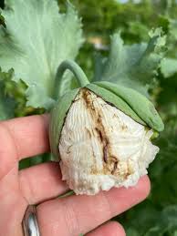 Image result for Papaver somniferum White Cloud