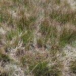 Attēlu rezultāti vaicājumam “Schoenus ferrugineus fruit”