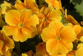 Attēlu rezultāti vaicājumam “Primula x polyantha”