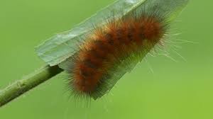 Attēlu rezultāti vaicājumam “Spilosoma sp.”