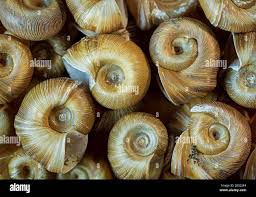 Attēlu rezultāti vaicājumam “Planorbidae”