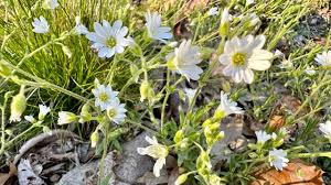 Attēlu rezultāti vaicājumam “Cerastium arvense”